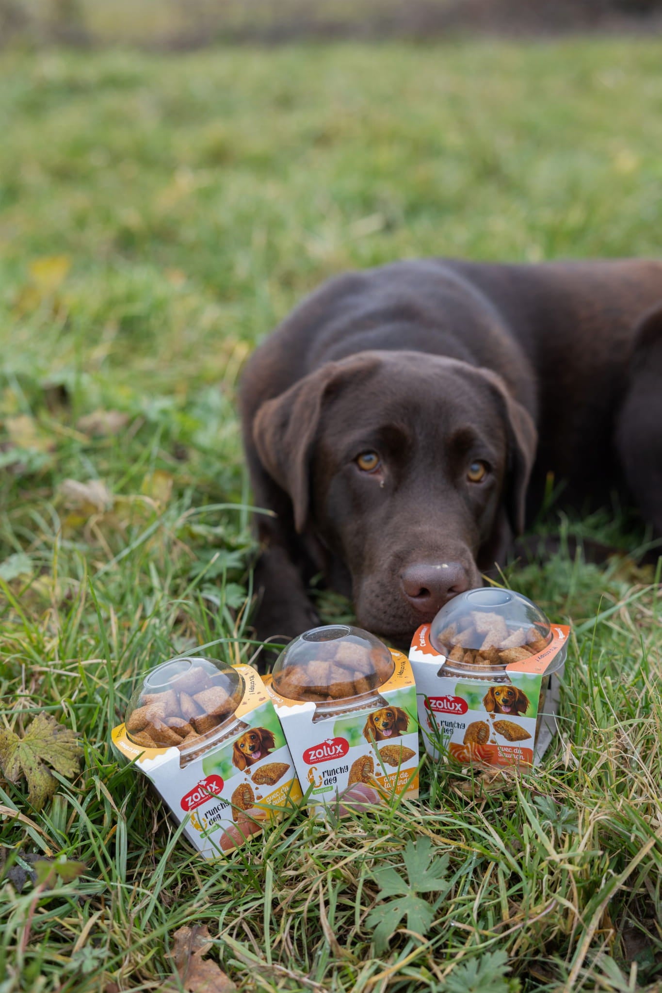 Zolux Crunchy Dog – kurczak (75 g)
