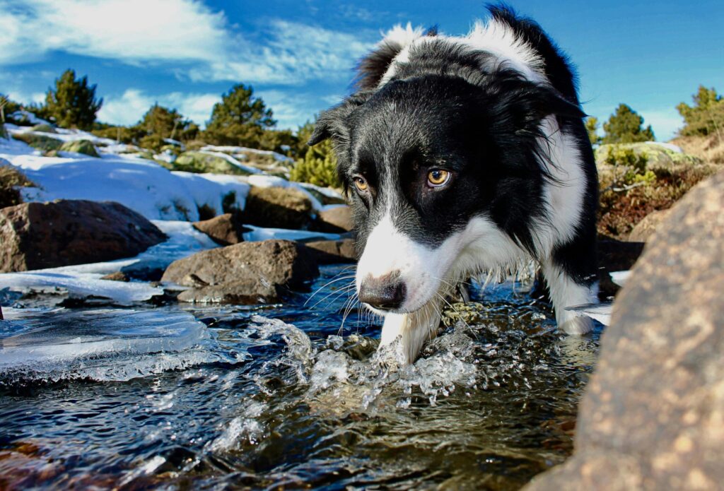 Border Collie – Najmądrzejsza rasa psów