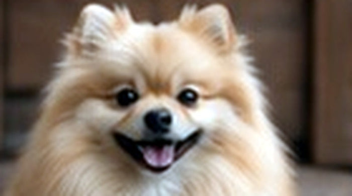 pomeranian po osobne bez labela