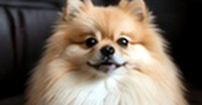 pomeranian przed osobne bez labela